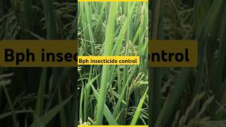 🌾Bph control insecticide 🌾 How to control Bph  bhura mahu ki dawa shorts shortsfeed [upl. by Masterson]