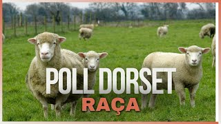 Poll Dorset A Raça Ovina Que Produz Carne de Qualidade o Ano Todo [upl. by Reseta]