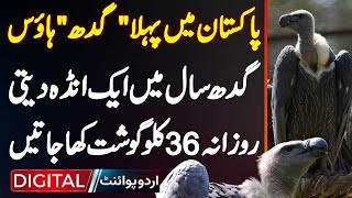 Pakistans First Vulture House  Gidh Saal Mein 1 Egg Deti  Daily 36 KG Meat Kha Jati [upl. by Treulich579]