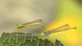 Damselflies mating beautiful and delicate sight [upl. by Ikairik743]