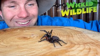 Worlds Most Venomous Spider The Sydney FunnelWeb [upl. by Cahan249]