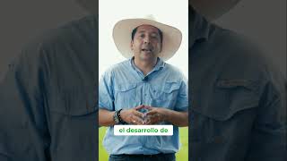 Fertilización Vegetativa del Arroz Claves para el Éxito cultivo campo Cambiagro [upl. by Riatsila167]