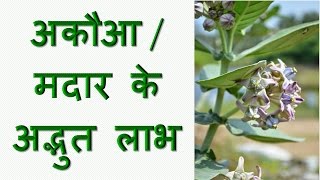 Amazing Benefits of Calotropis gigantea  अकौआ  मदार के अद्भुत लाभ [upl. by Esertal]