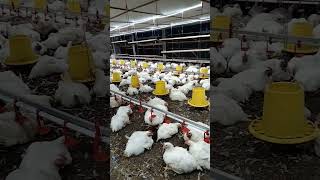 broiler chicken 53 kgbroiler farming [upl. by Yrak]