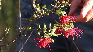 Red Grevillea [upl. by Pettit]