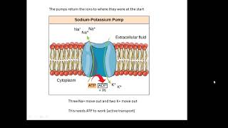 BTEC Applied Science Unit 1 Biology Nerve Impulses [upl. by Osbourne]