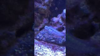 Lawnmower Blenny Wiggle [upl. by Nitsirhc]