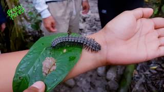 Cuyabeno Tours in the Amazon Jungle of Ecuador  Green Forest Ecolodge [upl. by Clementius]