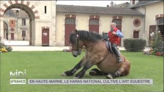 ANIMAUX  En HauteMarne le haras national cultive lart équestre [upl. by Xer528]