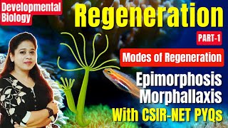 Regeneration Part1  Epimorphosis  Morphallaxis  Compensatory  Mode of Regeneration  CSIR PYQ [upl. by Leelaj470]