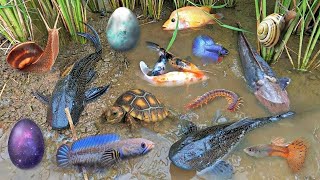 Colorful surprise eggs lobster snake cichlid betta fish turtle butterfly fish pleco squid [upl. by Iru]