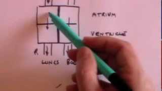 Heart ECG and pulse oximetry GCSE revision [upl. by Lilllie196]