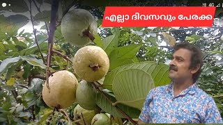 പേരക്കയുടെ ഉപയോഗങ്ങളും ഗുണങ്ങളും Guava Farming Benefits of guava fruit VillageFruitsChannel [upl. by Sucramaj]