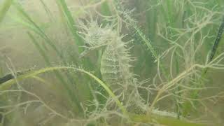 Female Spiny Seahorse Hippocampus guttulatus beautifully camouflaged [upl. by Anidene500]