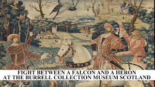 Fight Between a Falcon and a Heron at The Burrell Collection Museum Scotland [upl. by Llerraj500]