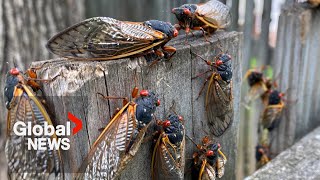 “This is a big event” Billions of cicadas to emerge this spring amid rare double brood [upl. by Aikemat]