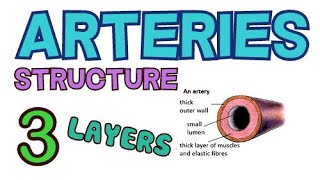 ARTERIES  STRUCTURE  3 LAYERS  TUNICA EXTERNA TUNICA MEDIA TUNICA INTIMA [upl. by Herrmann996]