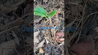 I have planted comfrey plant in my garden and it growing kitchengarden sustainablegarden [upl. by Baelbeer]