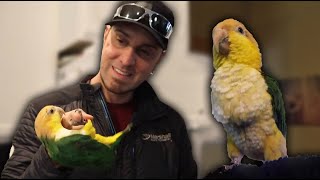 Caique Parrot Personality Traits  Must Knows About the Caique Parrot [upl. by Leugimsiul]