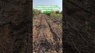 Synergy in Agriculture Part 2 Intercropping in Fruit Tree Plantations Coming Soon…🌱🌱🌱 trending [upl. by Erb]