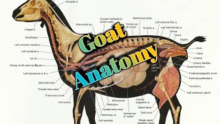 Goat Dissecting [upl. by Wiedmann]