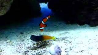 Clown Fish amp Bicolor Blenny [upl. by Yssis]