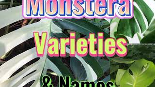 Monstera Varieties amp Names [upl. by Ameekahs247]