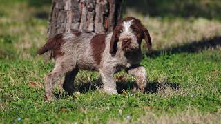 Lo Spinone Italiano  caratteristiche e curiosità [upl. by Slaohcin587]