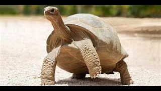 THE GALAPAGOS TORTOISE [upl. by Ellerad]