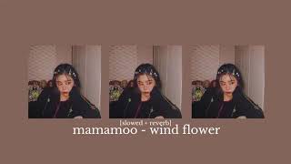 mamamoo  wind flower slowed  reverb [upl. by Nnylg]