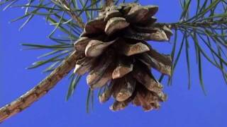 Beautiful Opening Pine Cone Time Lapse [upl. by Mandle]