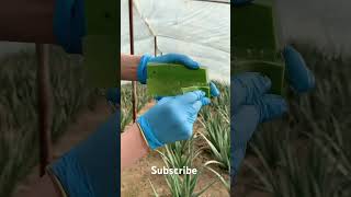 Aloe Vera The Secret to Healthy Hair [upl. by Yeltnarb390]