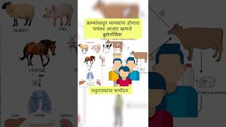 प्राण्यांपासून माणसांना होणारा आजार ब्रुसेलॉसिस कोणाला व कसा होतो Brucellosis Transmisson to human [upl. by Eda]