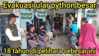 ULAR PYTHON 18 TAHUN DI PELIHARA HARUS DI EVAKUASISATU KELUARGA SEDIH MENETESK4N AIR MATA [upl. by Pogah]