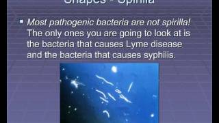 Microscopic Microbiology Part 3 [upl. by Glynas71]