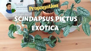 Propagation  Scindapsus pictus exotica boy did it take a long time 😅 [upl. by Meehahs]