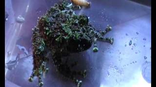 Vietnamese Mossy Frog eating Waxworms [upl. by Neyuh]