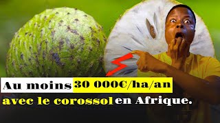 Au moins 31 000€haan avec le corossol en Afrique [upl. by Michi915]