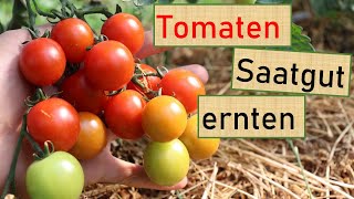 🍅Kirschtomatensaatgut ernten🍅 so machen es Profis [upl. by Willie]