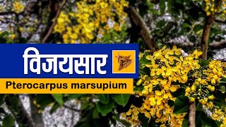 विजयसार। Pterocarpus Marsupium । जानिए विजयसार। का महत्व [upl. by Uah17]