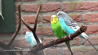 Parkieten geluiden – Parakeet sounds – Lovebird sounds – Budgie sounds –Budgerigar sounds [upl. by Antebi433]