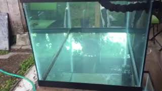 40 gallons breeder saltwater tank installing Eshopps Eclipse S overflow box and return test [upl. by Assel]