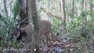 Mi Cámara Trampa captó un Puma herido en la Selva Maya  Península de Yucatán México [upl. by Asilef]