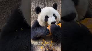 Adorable Panda Enjoys a Pumpkin Feast pandasuki panda [upl. by Motch]