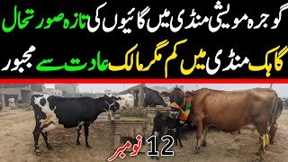 Today Gojra Maweshi Mandi  Fresh Cow Rates Update  Cross Cow Prices 2024 [upl. by Eicram]