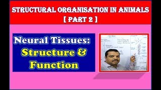 Nervous Tissue Structure and Function  Structural Organisation in Animals  NEET Bio  Part 2 [upl. by Matteo]