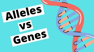 Alleles vs Genes  Genetics [upl. by Aicilaanna]