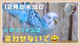 【寒中水浴び】老鳥インコ、ためらう姿が、お爺さん [upl. by Anifares]