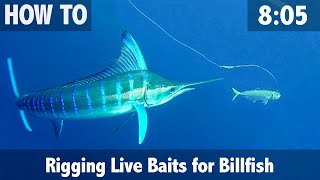 Rigging Live Baits for Billfish [upl. by Ellecram]