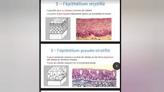 Lépithélium de revêtement Histologie 1ére année  Partie 1 [upl. by Wooster]